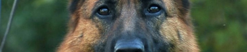 ross wells titan raw dog food